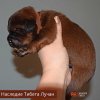 Щенки от пары Брайн х Ютера